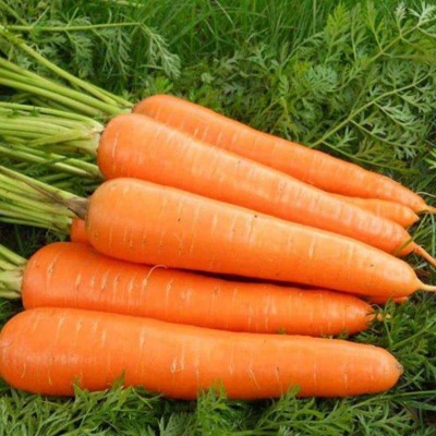 ZIFR Orange Carrot Vegetable Seed(1000 per packet)