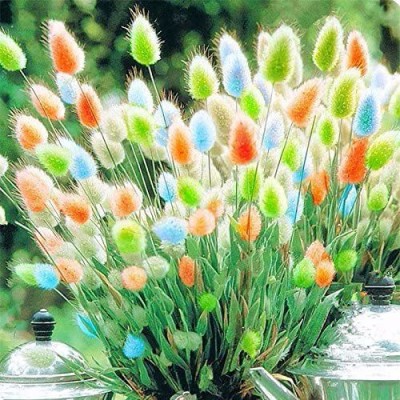 CYBEXIS Rabbit Tail Grass Seeds 700 Seeds Seed(700 per packet)