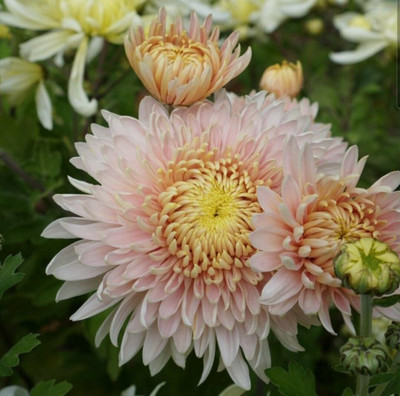 Liance ADORE CHRYSANTHEMUM FLOWER Seed(100 per packet)