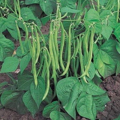 golden hills farm High Yield Dwarf French Bean/Pole Beans Vegetable Seed(50 per packet)