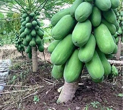 STOKIYA ORIGINAL RED LADY F1 HYBRID PAPAYA TAIWAN 786 VARIETY SEEDS ( 300SEEDS ) Seed(300 per packet)