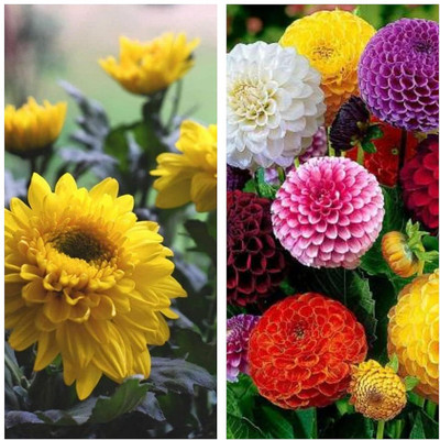 LPR MIX COMBO, FLOWER COMBOO Seed(100 per packet)