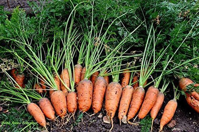 WILLVINE XLL-402 Red Carrot Karotel Seeds Seed(500 per packet)