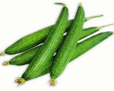 VibeX NDIR-34 - Vegetable | Sponge Gourd | F1 Hybrid - (100 Seeds) Seed(100 per packet)