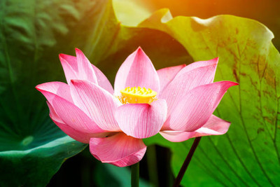 Mahyco lotus,kamal gatta Seed(15 per packet)