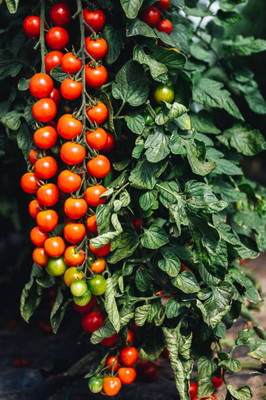 usdeepar retrail tomato Seed(65 per packet)