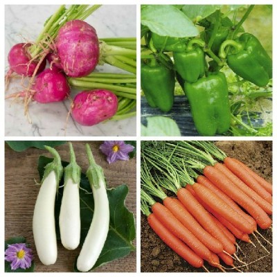 R-DRoz Turnip Full Red, Capsicum Green, Brinjal White Long & Carrot Orange Seed(4 per packet)