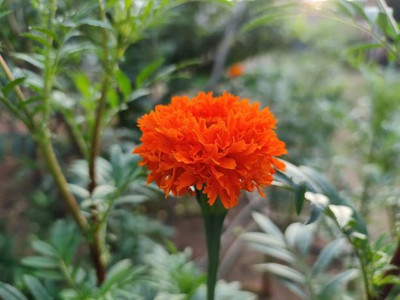 Carrozzeria Ghia marigold/gende ka phool flower seeds Seed(25 per packet)