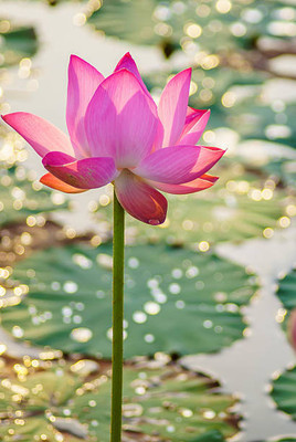 Arshisyat lotus,kamal gatta Seed(10 per packet)