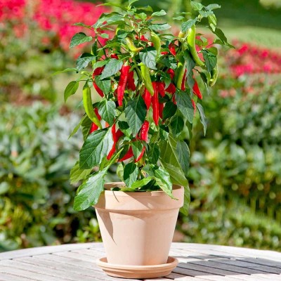 Lorvox Chilli Ghost Peeper World Hottest Chilli Seed(800 per packet)