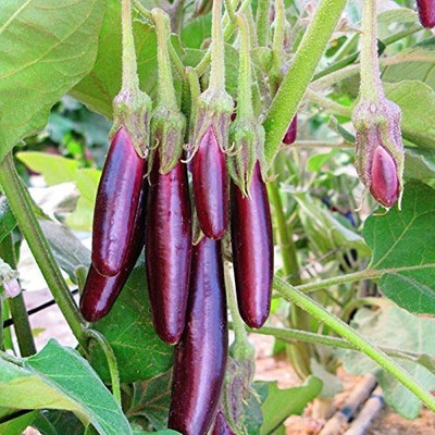 Aro Brinjal purple long, Brinjal, Eggplant Seed(160 per packet)