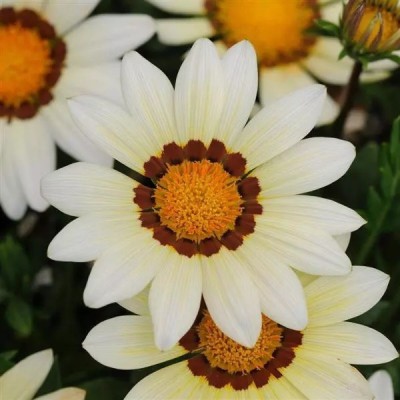 INTRA White Gazania New Day Seed(100 per packet)