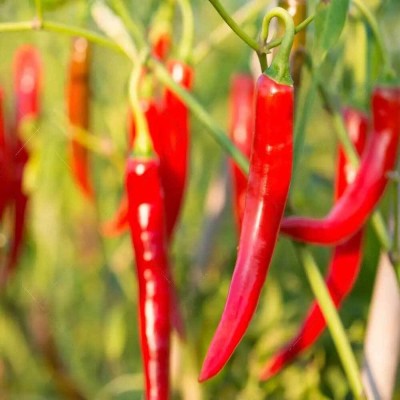 DHENU PRASAD Hybrid chilli (mirch) Seed(509 per packet)