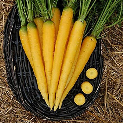 CYBEXIS Yellow Imported Carrot Variety1000 Seeds Seed(1000 per packet)
