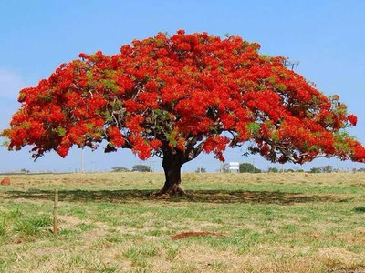 Garden Basket Hubb Gulmohar Seeds/Ornamental tree seed/Avenue Tree seed/Delonix regia seed Seed(180 per packet)