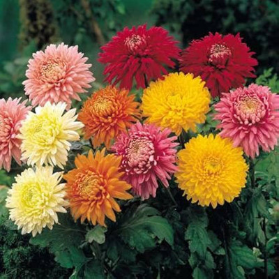ibains Chrysanthemum flower mix seeds for garden Seed(10 per packet)