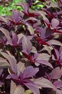 BDSresolve Spinach Seeds For Home Garden pack of 1270 Seed(1270 per packet)