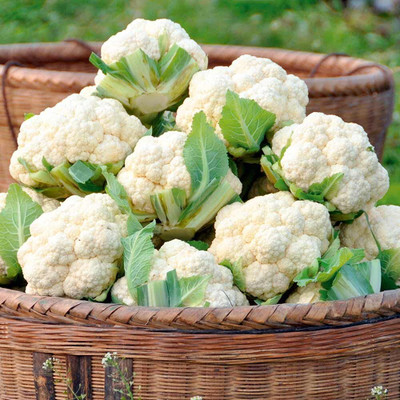 Aywal Pusa Hybrid Cauliflower Seed(40 g)