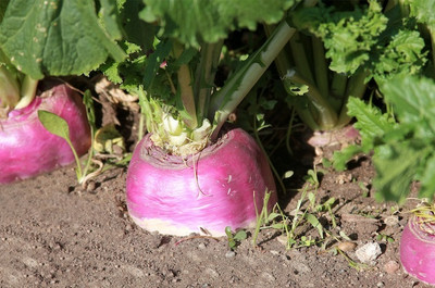 YEH White Purple Top Turnip/Shalgam Seed(120 per packet)