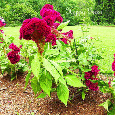 UGRA Celosia / Cockscomb Seed(15 per packet)