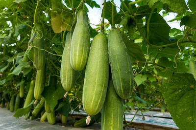 ibains Cucumber seed packetof Seed(144 per packet)