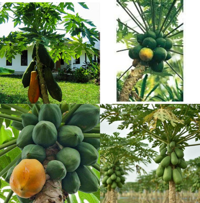 sbains Papaya Seeds Hybrid F1 no of seeds 70 Seed(70 per packet)