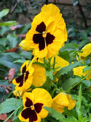 Lorvox Pansy Flower Seed(30 per packet)