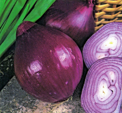 CYBEXIS Seeds of Vegetable Onion Red Brunswick2000 Seeds Seed(2000 per packet)