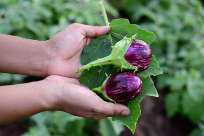 LPR brinjal Seed(30 per packet)