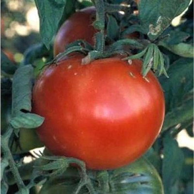 Quentova Tomato Bonny 10gm Seeds Seed(4000 per packet)