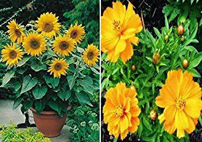 MAA Miniature Flower Seed(25 per packet)