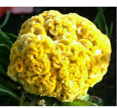 UGRA COCKSCOMB YELLOW DWARF Seed(15 per packet)