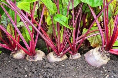 Aywal BEETROOT/TABLE BEET/GARDEN BEET/RED BEET/DINNER BEET Seed(125 per packet)
