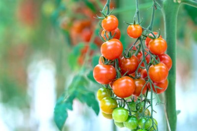 Freshtige tomato Seed(55 per packet)