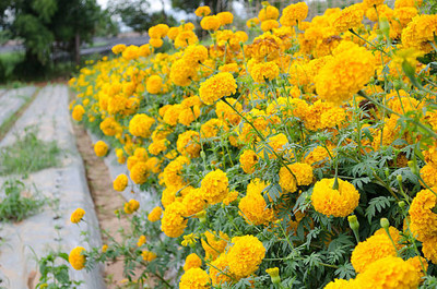 Grecav marigold/gende ka phool flower seeds Seed(75 per packet)