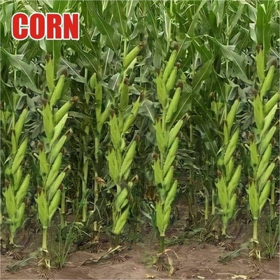 HYBRID 250g, corn seeds Highest yield variety early fruiting long bhutta Seed(10 per packet)