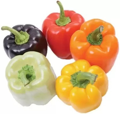 Aro Red Capsicum, Capsicum, Bell Pepper Seed(15 per packet)