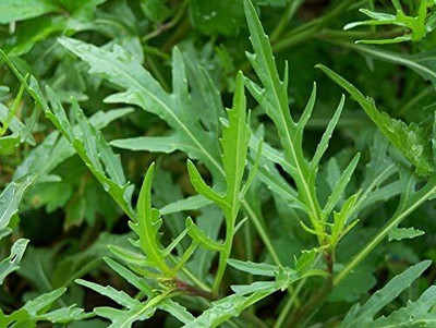 KNESSiN QLY-52 Wild Rocket Seed(200 per packet)