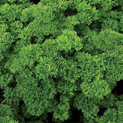 VibeX PAU-11 - Lisette Parsley - (2250 Seeds) Seed(2250 per packet)