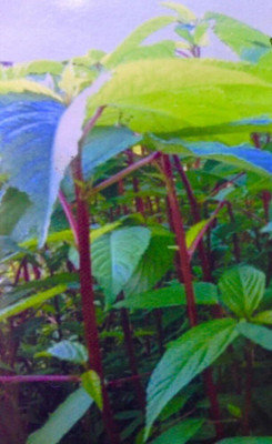 Qualtivate HUA-1A Red Mulukhiyah, Molokhia, Egyptian Spinach Seed(100 per packet)