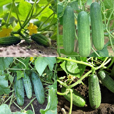 ibains Cucumber seeds hybrid Kakari sosa seeds pack of 20 Seed(20 per packet)