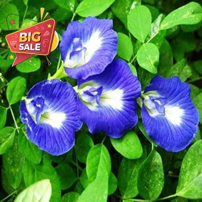 DEYS AGRO ™ mix aprajita flower seeds|rainbow hybrid aparajita plant Seed(29 per packet)