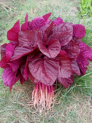 DEYS AGRO ™ red spinach|lal sag seeds high yield hybrid vegetable Seed(450 per packet)