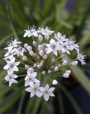 Qualtivate RES-6A Chinese Chive Leek Seeds Seed(300 per packet)