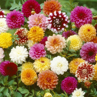 VibeX LX-13 - Dahlia Giant Flower - (60 Seeds) Seed(60 per packet)