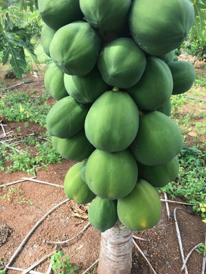 Farmonix Papaya Seeds Seed(80 per packet)