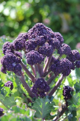 Qualtivate HYB-2A Purple Broccoli Seeds Seed(300 per packet)