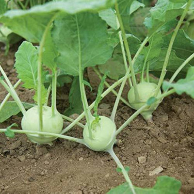 WILLVINE KGF -II Kohlrabi/Noolkol Traditional Seeds [10g] Seed(3000 per packet)