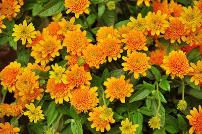 Shree Dev marigold,gende ka phool seeds Seed(21 per packet)