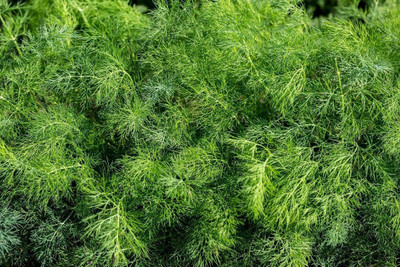 VibeX TLX-58 - Dill Teddy (Yellow) - (750 Seeds) Seed(750 per packet)